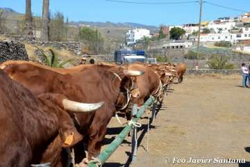 Muestra de ganado de las fiestas del patrono de Telde (Foto  Francisco Javier Santana)